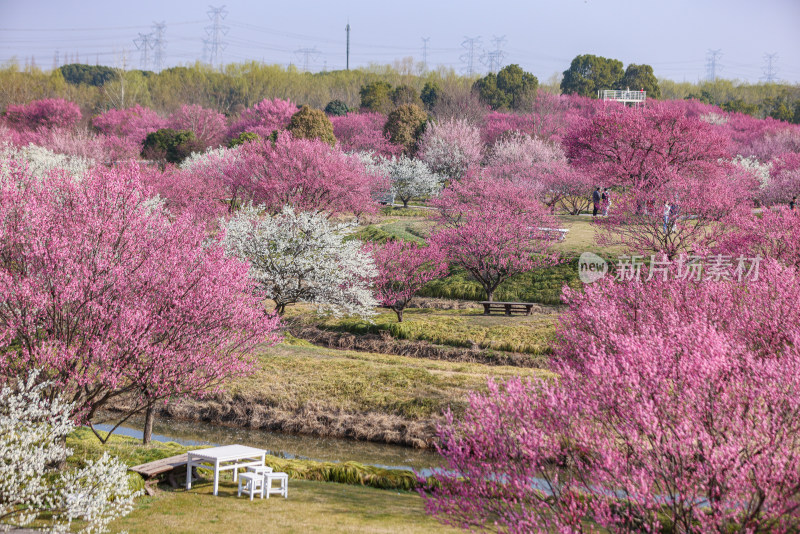 花开海上梅花节