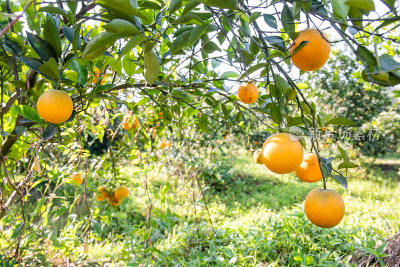果园里成熟的橙子
