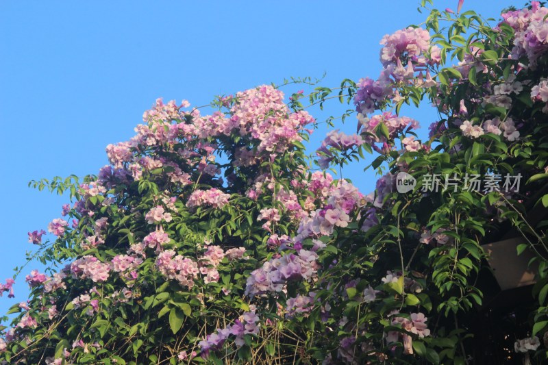 广东东莞：蒜香藤花开