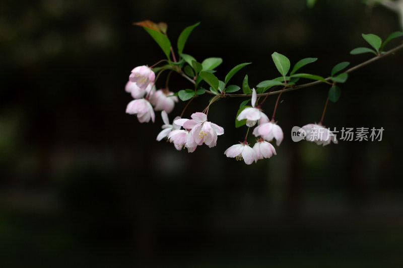 杭州曲院风荷粉色海棠花枝特写