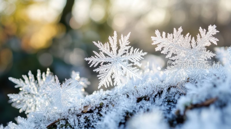 冬天寒冷雪白飘雪雪花冰花特写