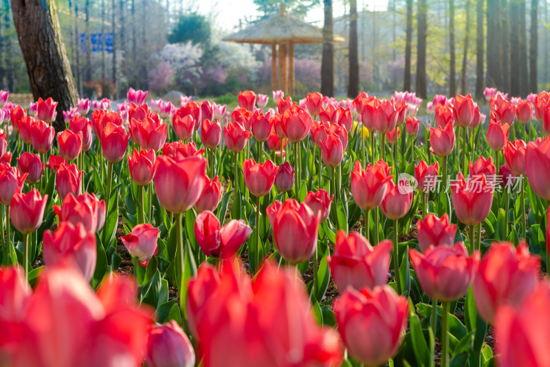 一片美丽的红色郁金香花海