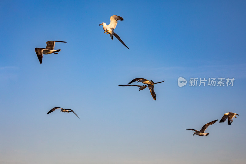 山东烟台蓬莱阁八仙过海景区海天之间海鸥