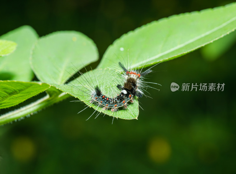 植物上的毛虫特写镜头