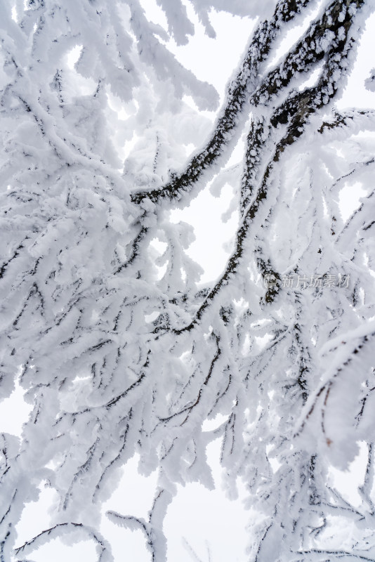 冬季大雪树木雾凇雪挂