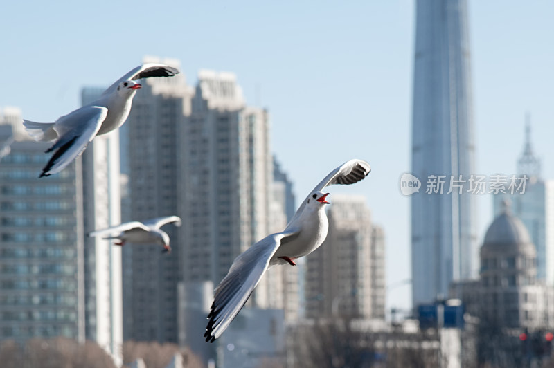 天津海河飞翔海鸥