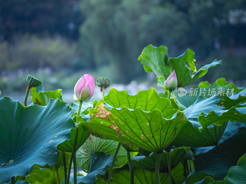 池塘里的荷花