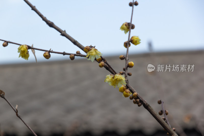 腊梅花枝特写展现初春生机