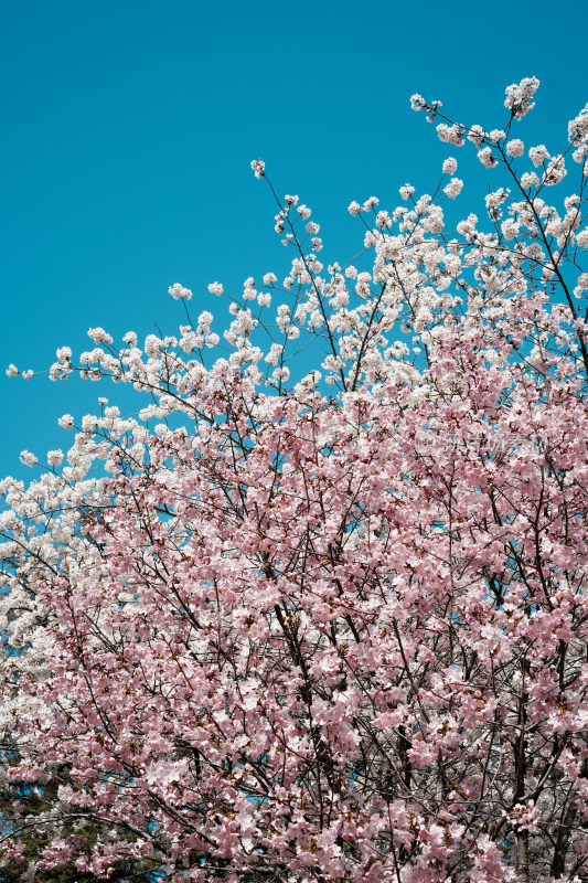 北京玉渊潭公园樱花节樱花树樱花