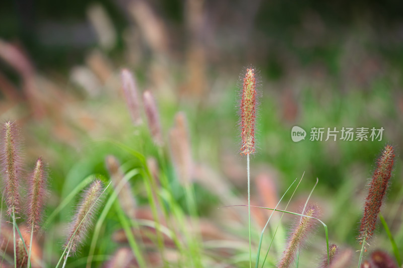 野生的狼尾草绿化观赏植物