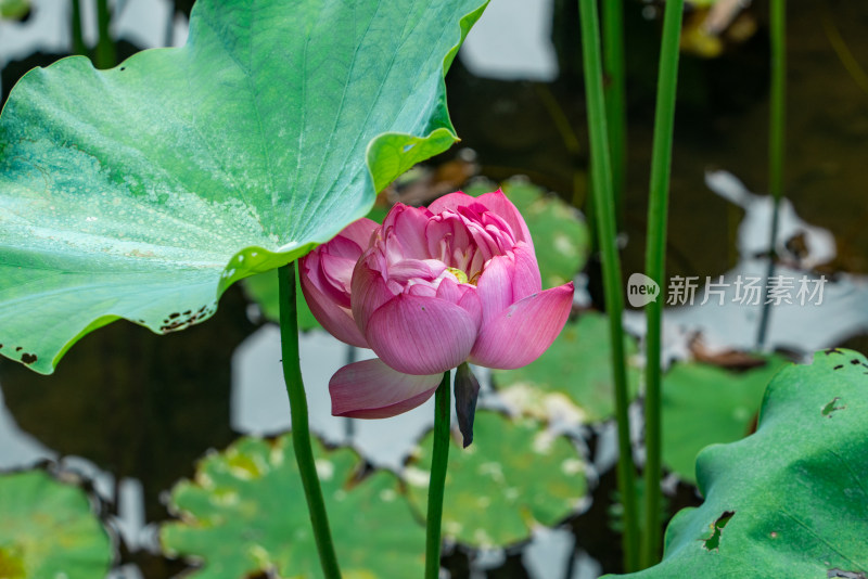 夏天池塘的荷花