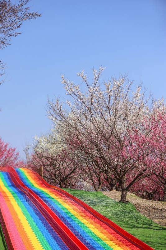 花开海上梅花节