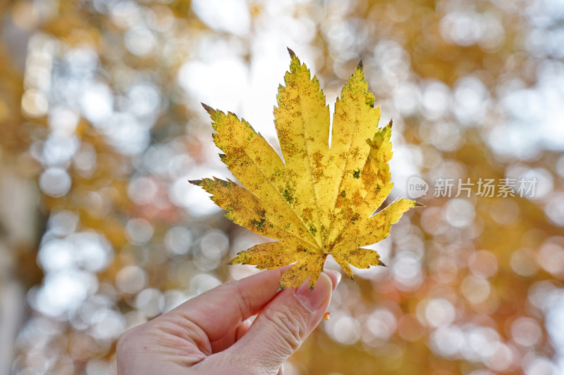 长白山万达度假区，佛库伦湖的秋色，枫叶