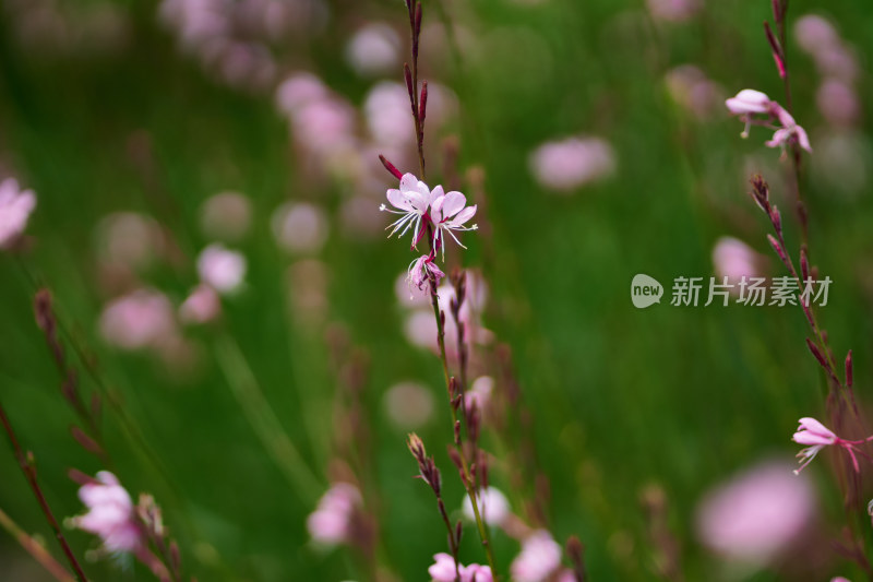 五彩斑斓的花卉