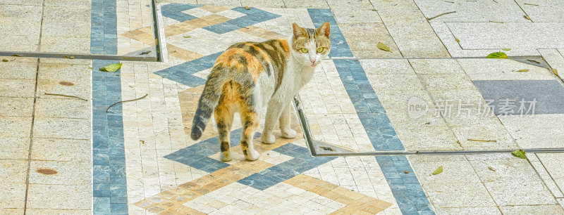 流浪三花猫