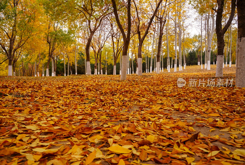 满地黄叶的树林秋日景观