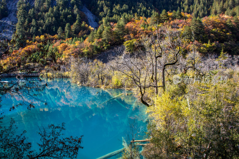 九寨沟秋色，平静蓝色水面与山林秋叶