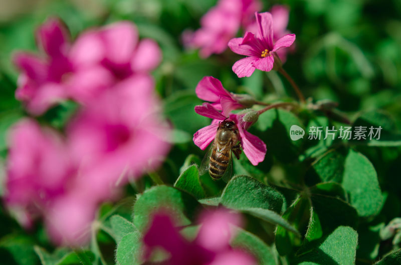 蜜蜂采蜜特写