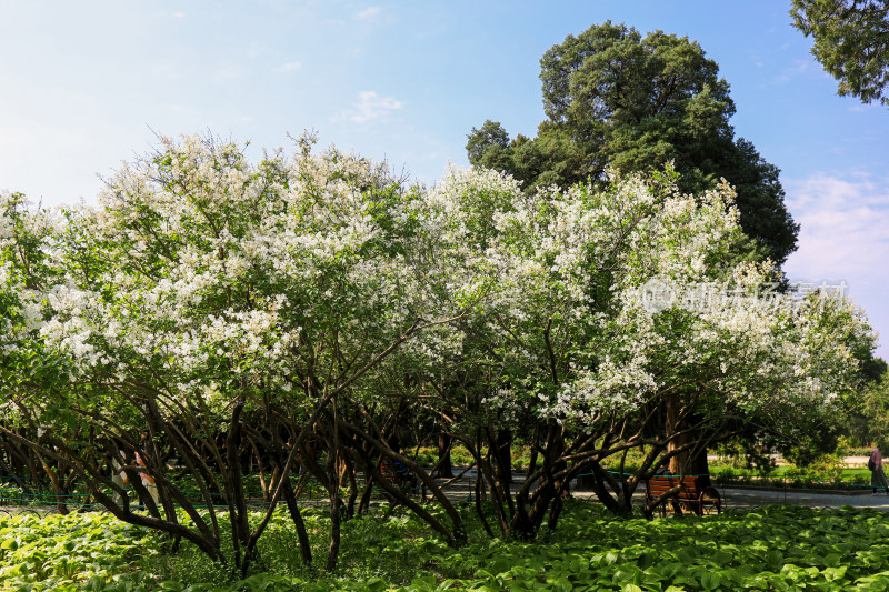 白色丁香花