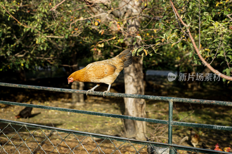 鸡站在栏杆上