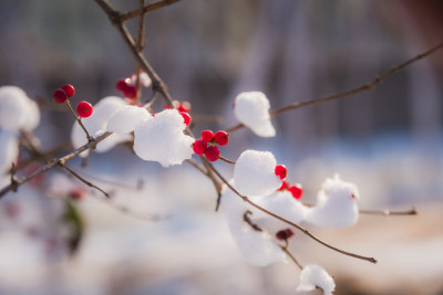 冬日红色浆果上的雪花背景