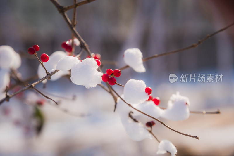 冬日红色浆果上的雪花背景