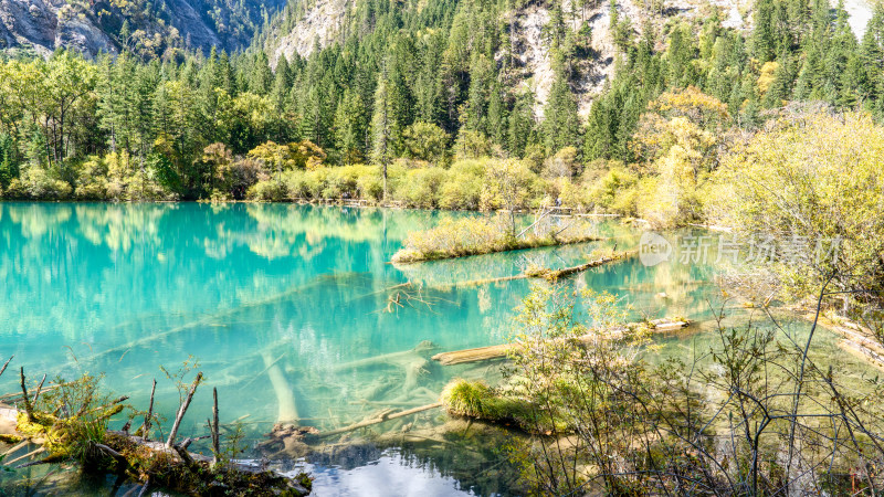 四川阿坝九寨沟秋天的树木和湖泊