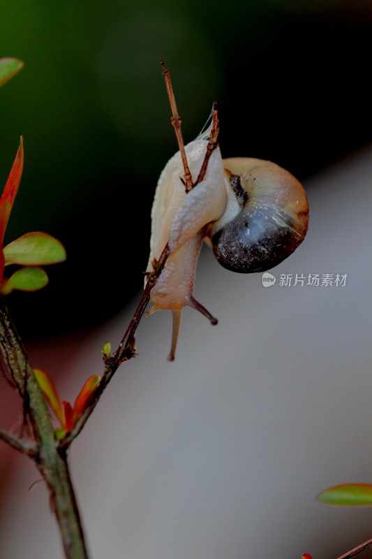 小蜗牛在植物上爬动