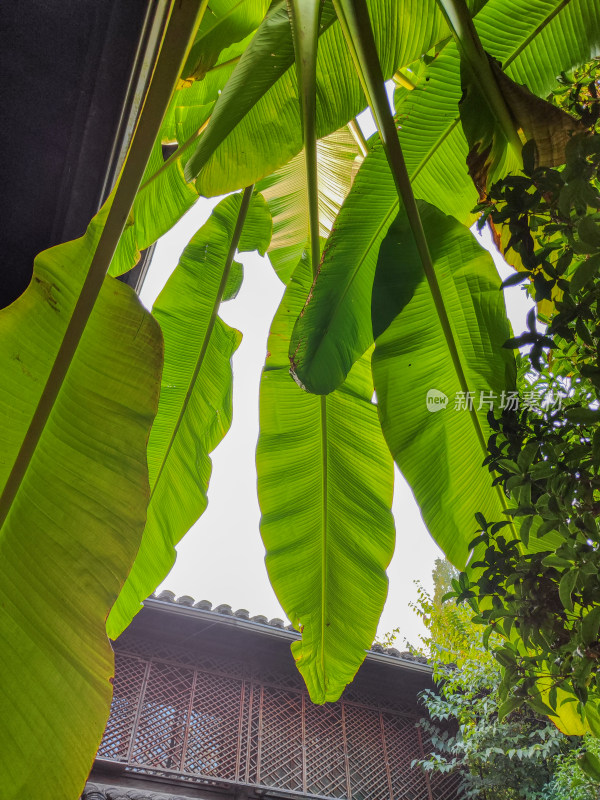 庭院中芭蕉树与竹编建筑