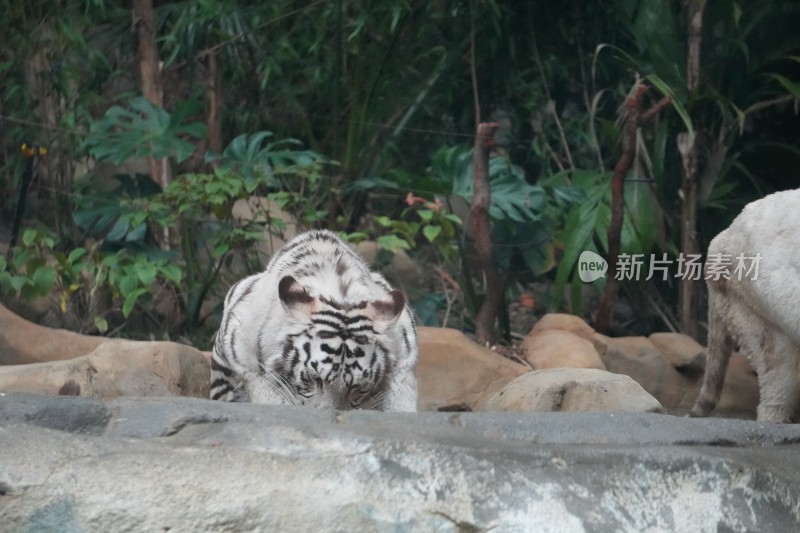 两只白虎在绿植旁活动