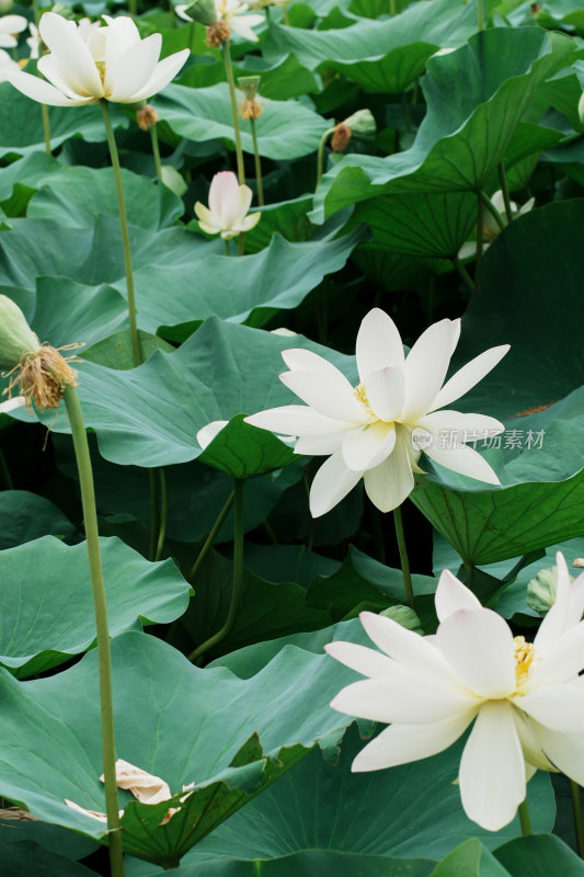 北京莲花池公园荷花