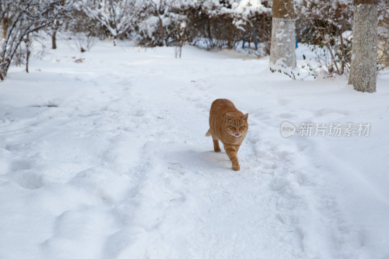 雪地里漫步的橘色中华田园猫