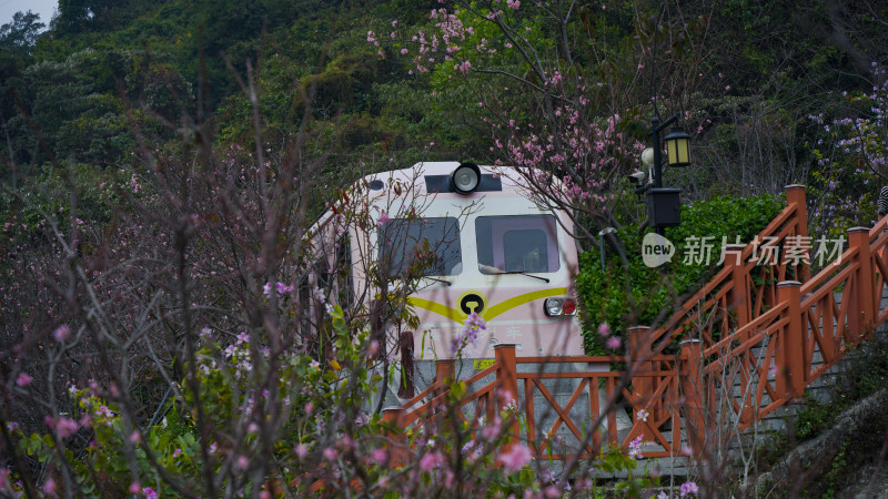 深圳华英景观公园樱花列车景观