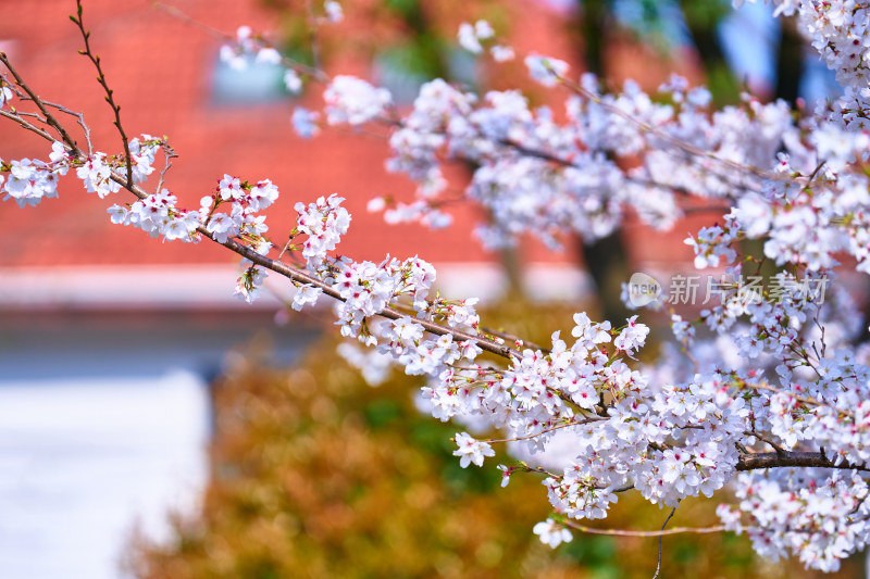 洁白的樱花