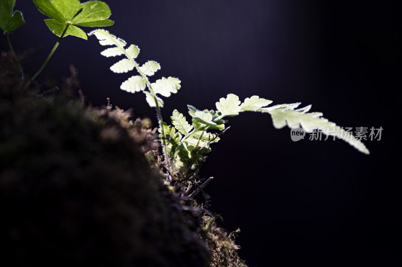 深圳仙湖植物园