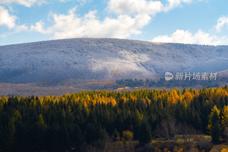 内蒙古山林景观，秋林与覆雪山峰相映成趣