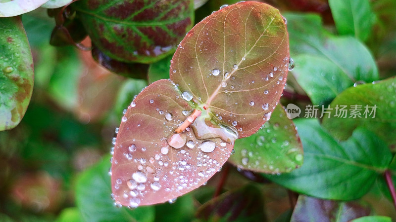 植物上的露水特写