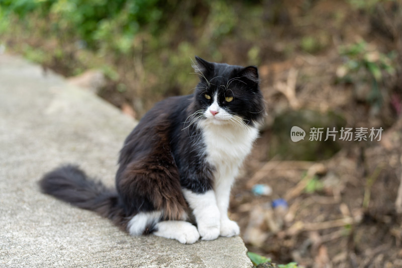 村寨里悠闲的猫咪