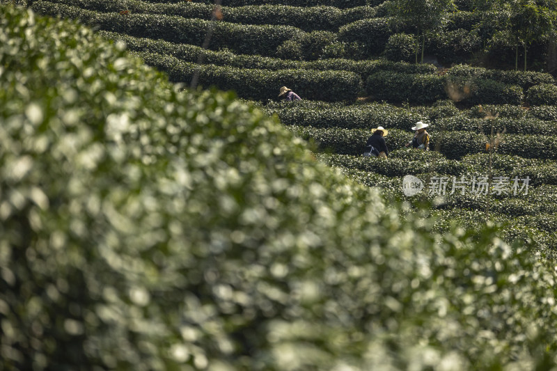 茶农采茶摘茶茶园茶树茶叶特写