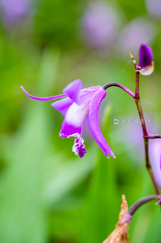 春天的白芨开花特写