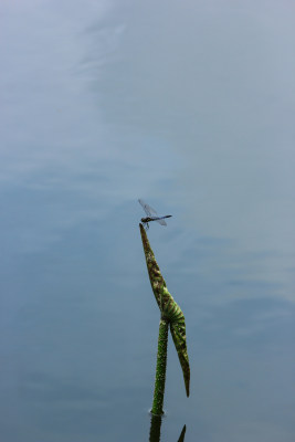 水中荷叶尖尖上的一只蜻蜓