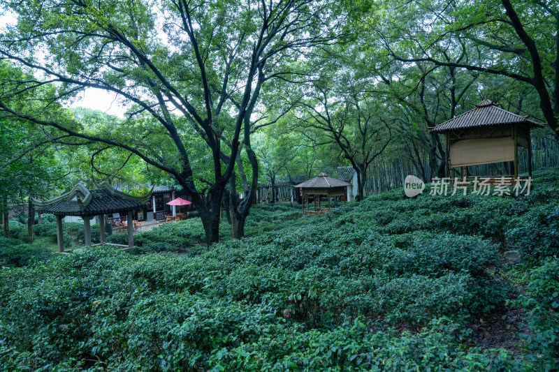 雨天清静苏州茶园茶庄