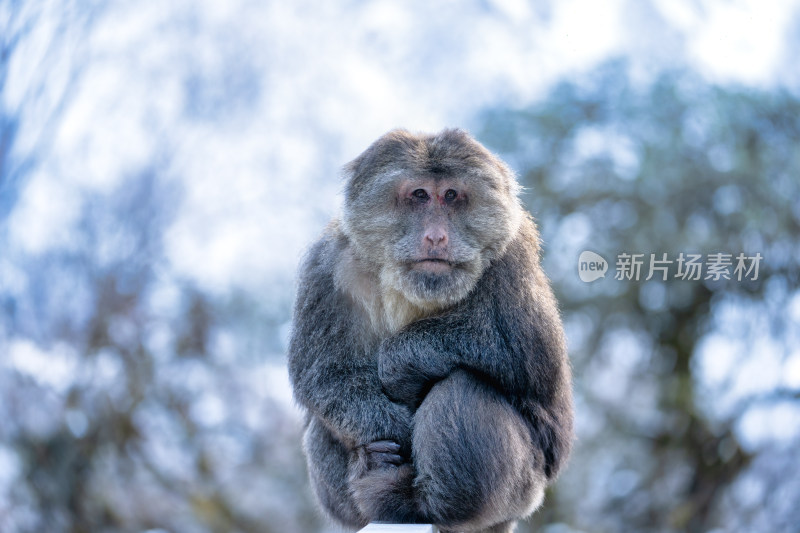 冬季川西甘孜海螺沟的野生藏酋猕猴