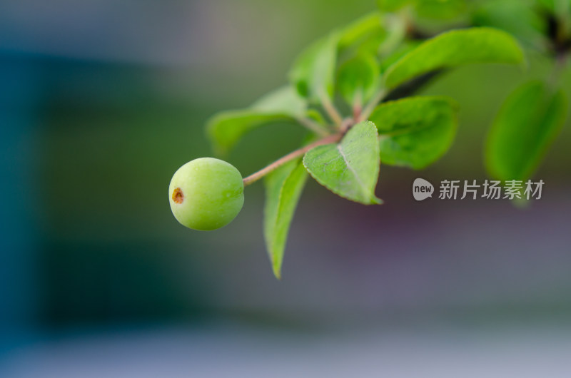 小满时节，海棠树的一个果实