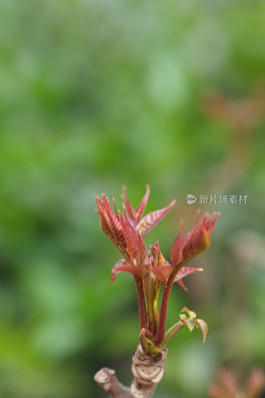 鲜嫩的香椿芽