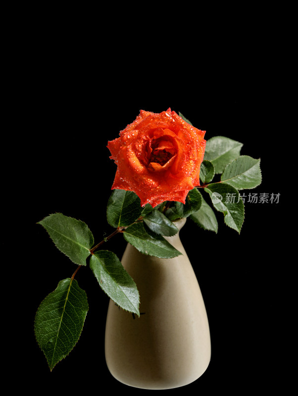 黑色背景上一只玫瑰花插着花瓶里