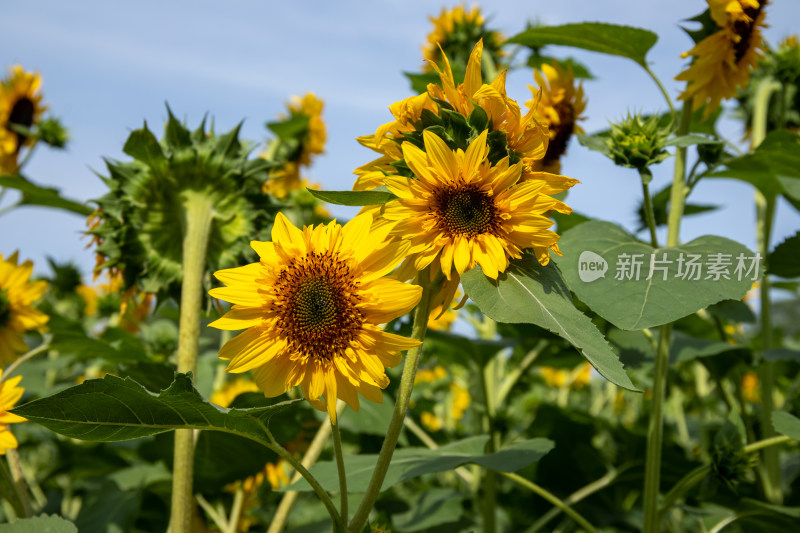 特写向日葵花