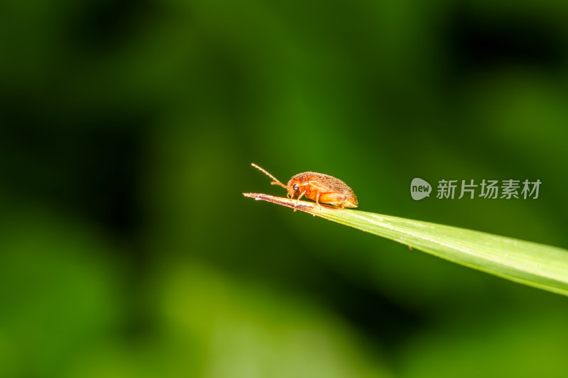 微距下的宽齿爪鳃金龟