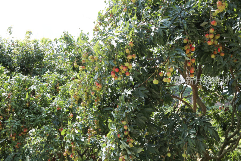 挂满荔枝的荔枝树