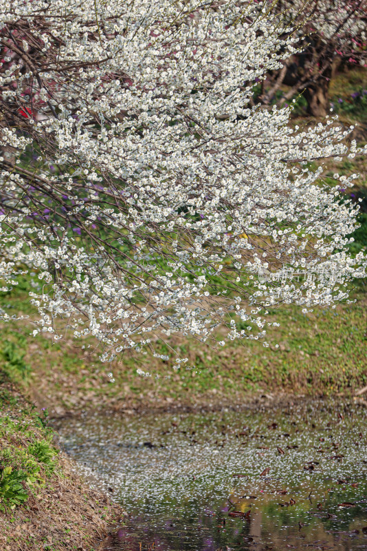 花开海上梅花节